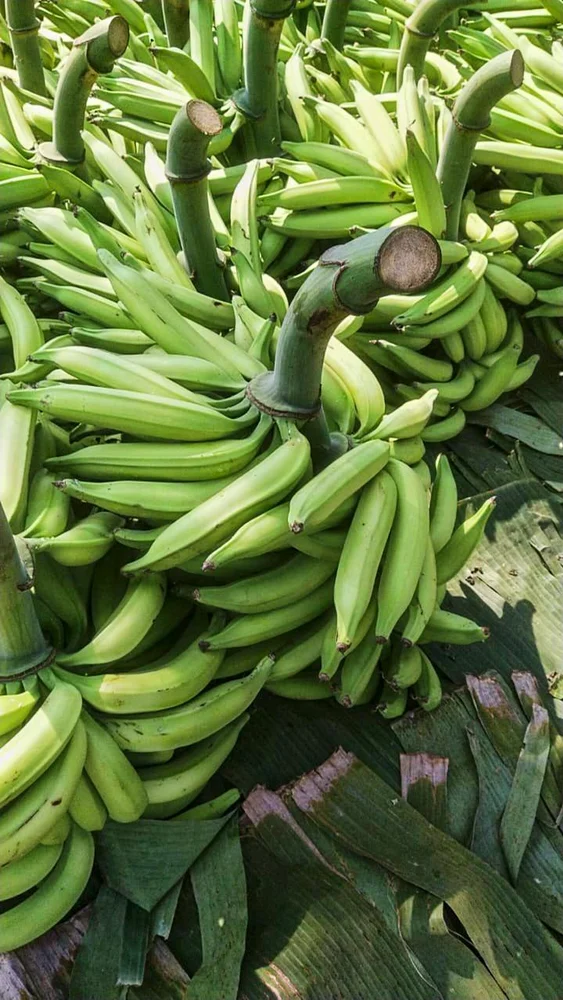 Nendran Banana Kerala Export