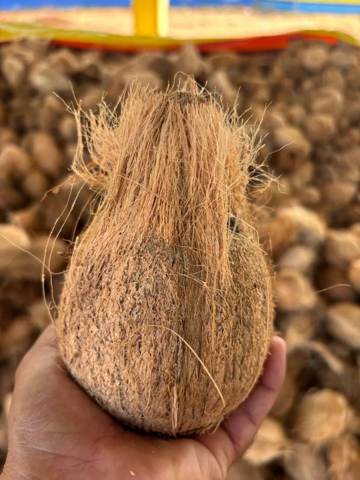 Semi Husked Coconut from Pollachi