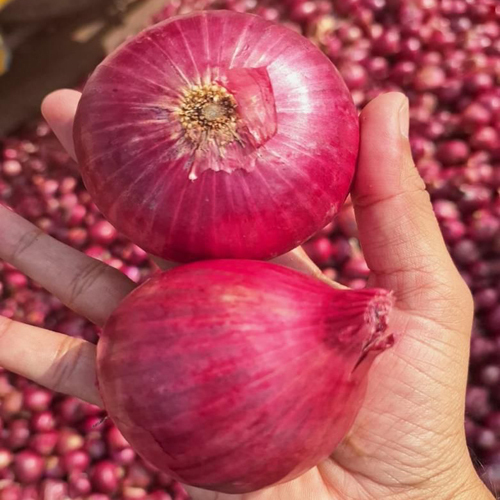 Red Onion 55mm Export Grade from Nashik